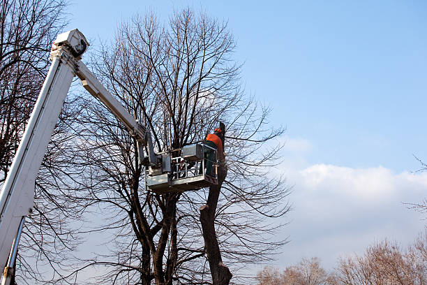 Best Leaf Removal  in USA